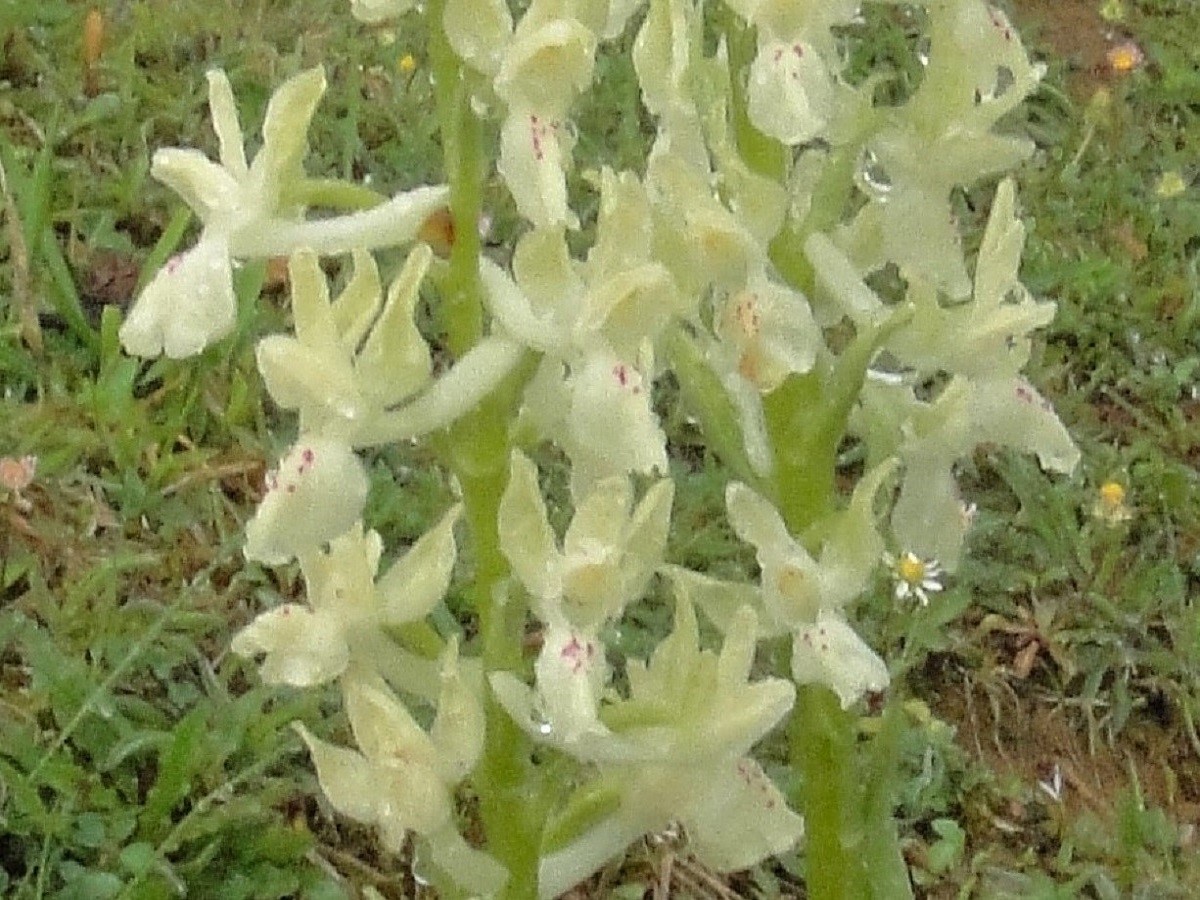 Orchis provincialis (Orchidaceae)